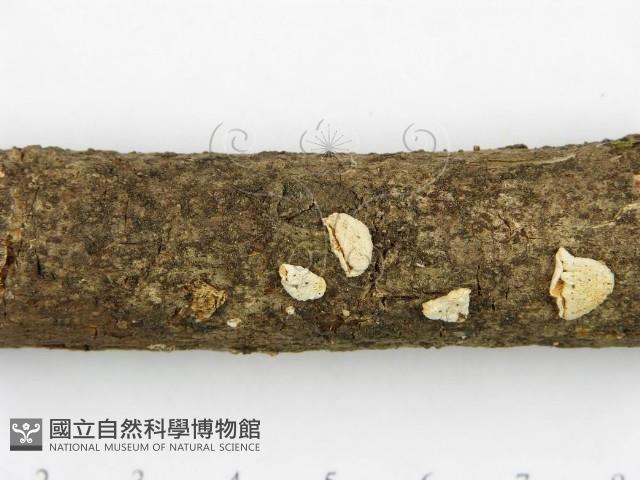 登錄號:F0004890藏品圖，第3張