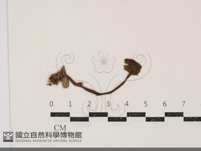 登錄號:F0034890藏品圖，第3張