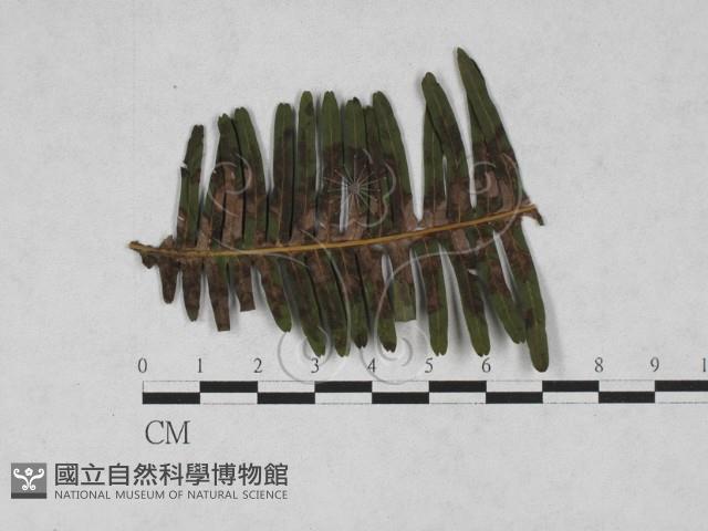 登錄號:F0027890藏品圖，第1張