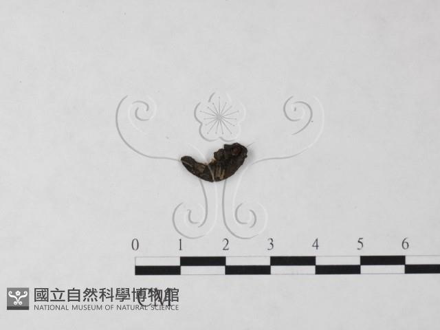 登錄號:F0017890藏品圖，第3張