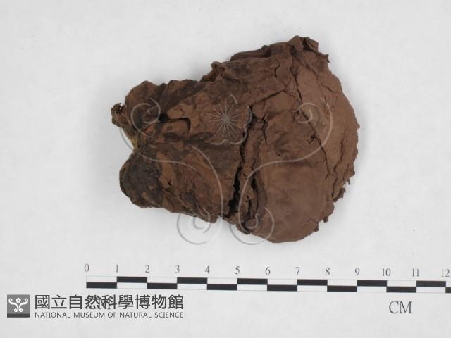 紫色禿馬勃藏品圖，第3張