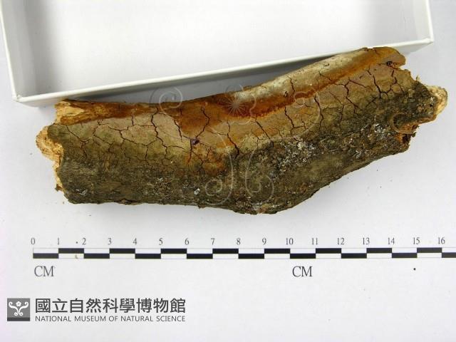 登錄號:F0005890藏品圖，第3張