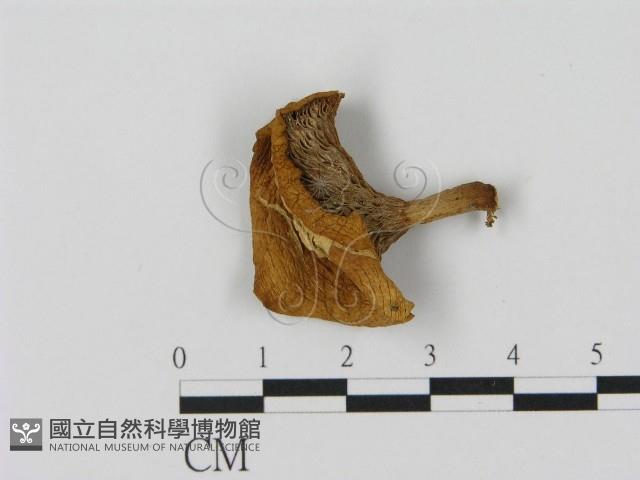 乳菇屬藏品圖，第3張