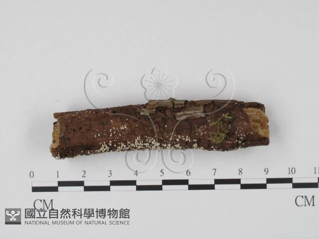 登錄號:F0013890藏品圖，第3張