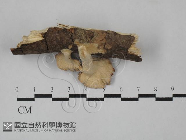 登錄號:F0028990藏品圖，第3張