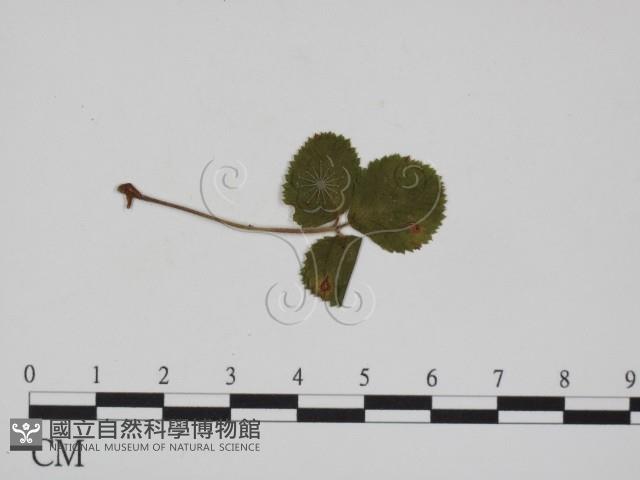 登錄號:F0018990藏品圖，第3張