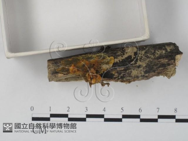 登錄號:F0010990藏品圖，第3張