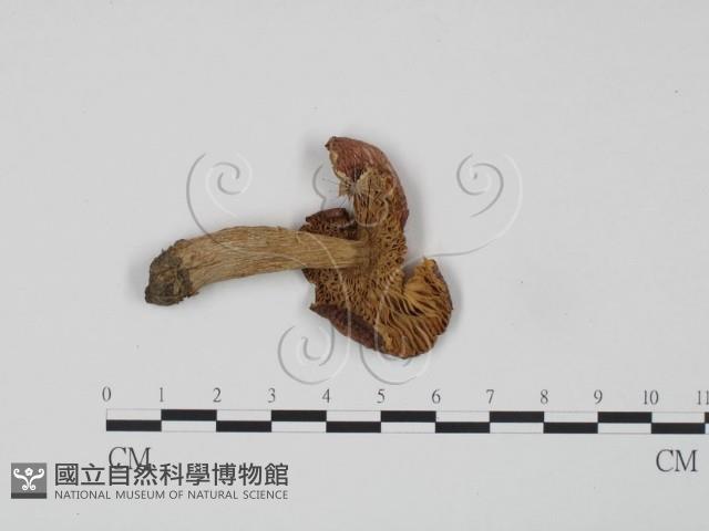紅菇屬藏品圖，第3張