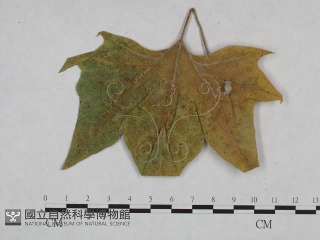 登錄號:F0024990藏品圖，第3張