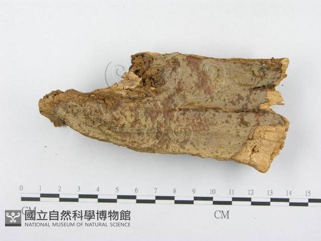 登錄號:F0014990藏品圖，第3張