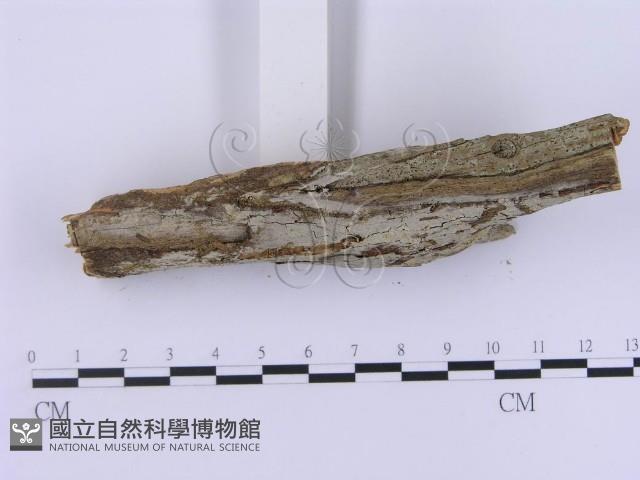 登錄號:F0002990藏品圖，第3張