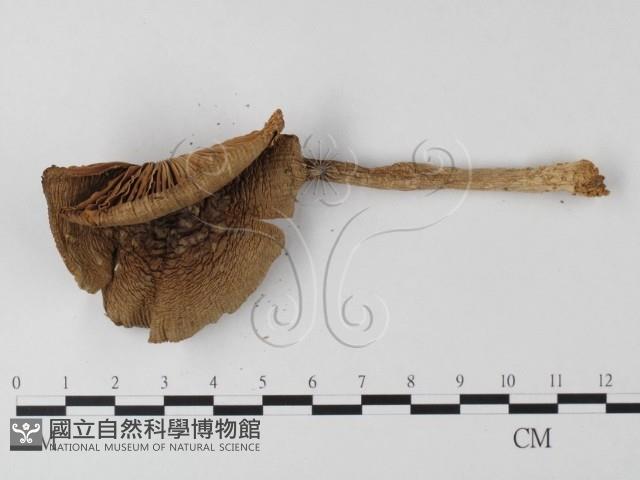 登錄號:F0012990藏品圖，第3張