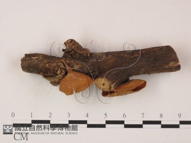 登錄號:F0007990藏品圖，第3張