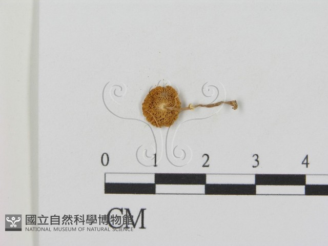 登錄號:F0015990藏品圖，第3張