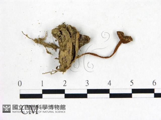 粉褶菌屬藏品圖，第3張