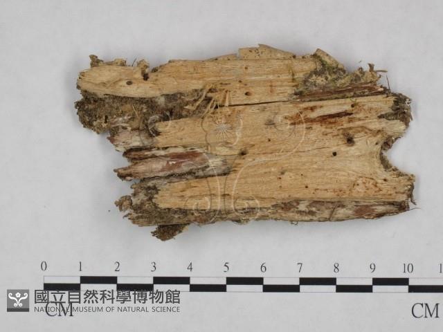 薄孔菌屬藏品圖，第3張