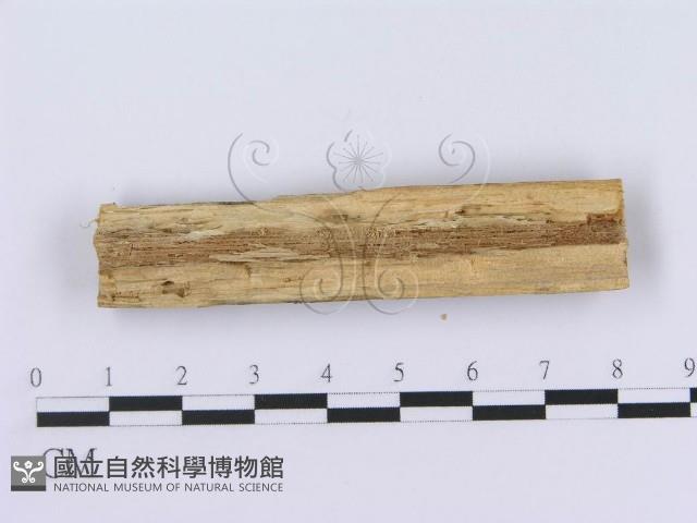 登錄號:F0003990藏品圖，第3張