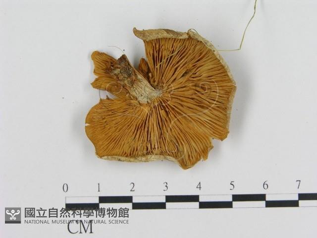 登錄號:F0013990藏品圖，第3張