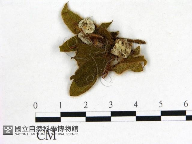 登錄號:F0020690藏品圖，第3張