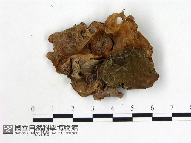 登錄號:F0010690藏品圖，第3張