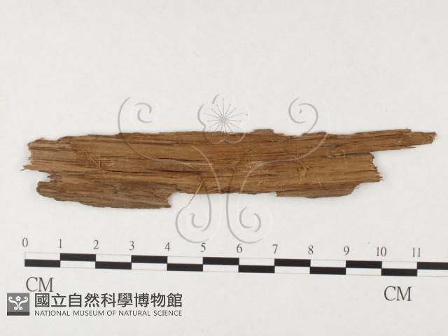 串擔革菌屬藏品圖，第3張