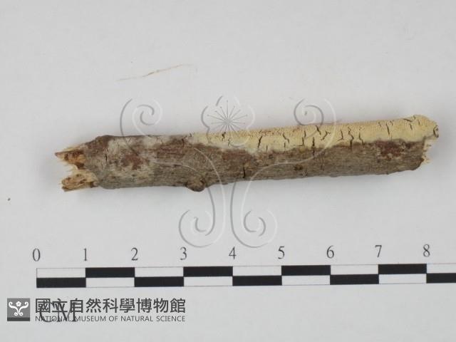 登錄號:F0021690藏品圖，第3張