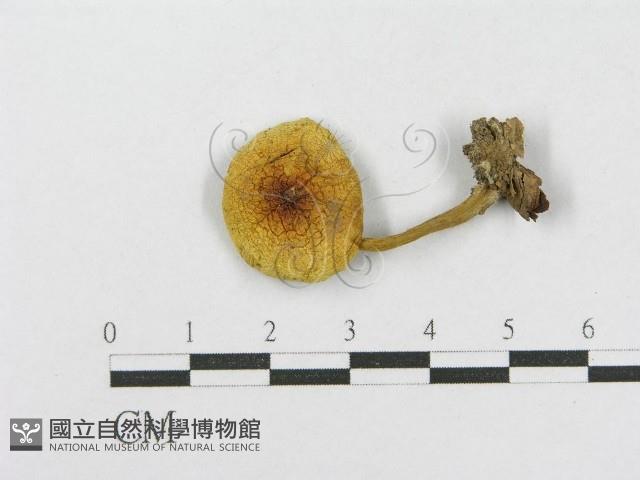 登錄號:F0001690藏品圖，第3張
