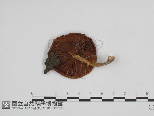 登錄號:F0024690藏品圖，第3張