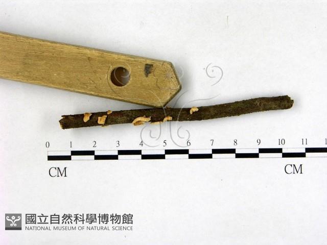 登錄號:F0022690藏品圖，第3張