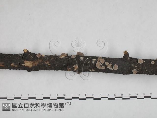 裂褶菌藏品圖，第3張