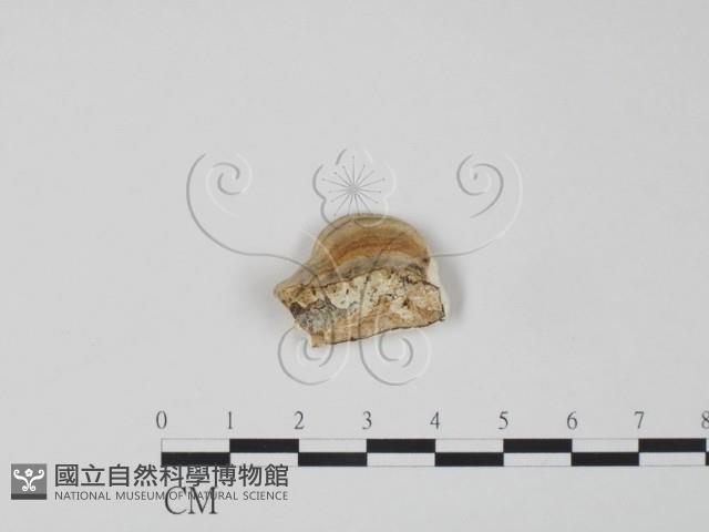 登錄號:F0017690藏品圖，第3張
