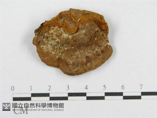 木層孔菌屬藏品圖，第3張