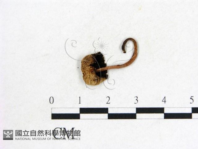 鬼傘屬藏品圖，第3張