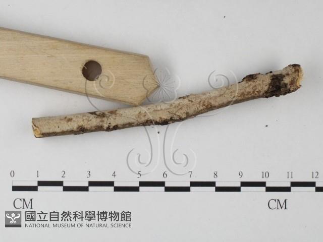 筍殼菌屬藏品圖，第3張