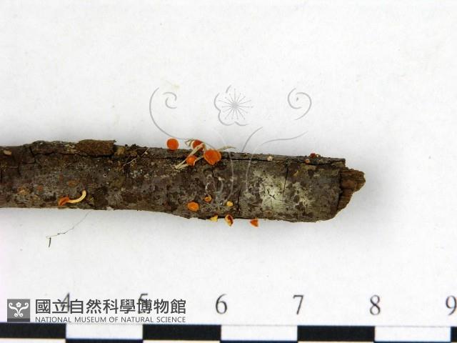 登錄號:F0003690藏品圖，第3張