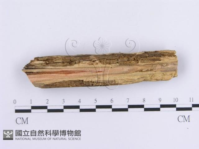 登錄號:F0013690藏品圖，第3張