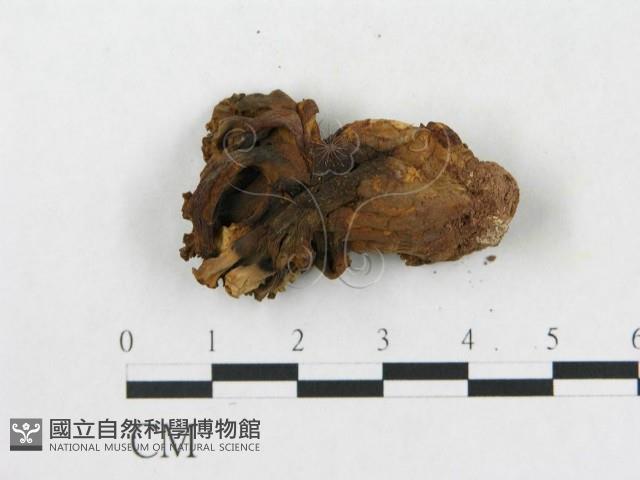 登錄號:F0020490藏品圖，第3張