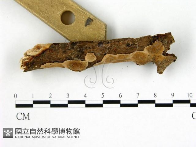 刺皮菌屬藏品圖，第3張