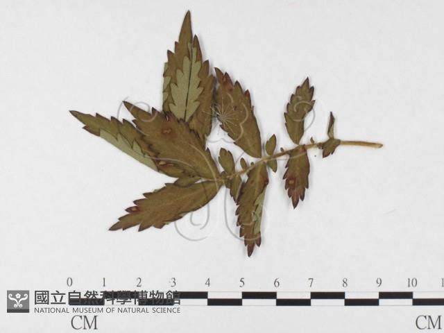 登錄號:F0026490藏品圖，第1張