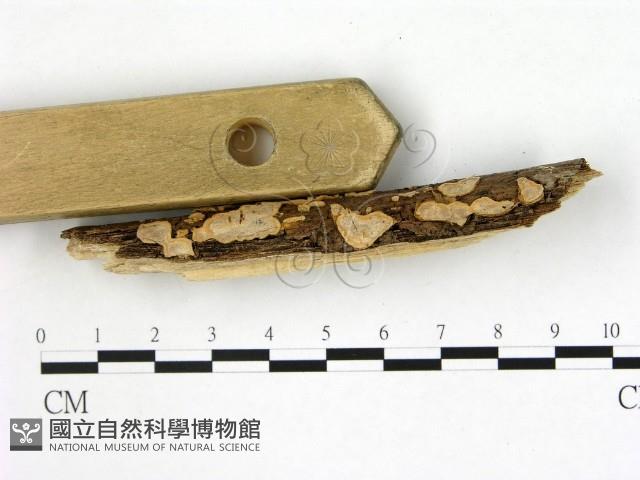 登錄號:F0001490藏品圖，第3張