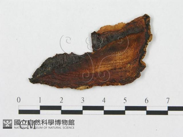 登錄號:F0011490藏品圖，第1張