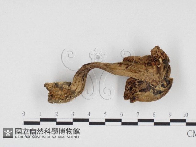 登錄號:F0024490藏品圖，第3張