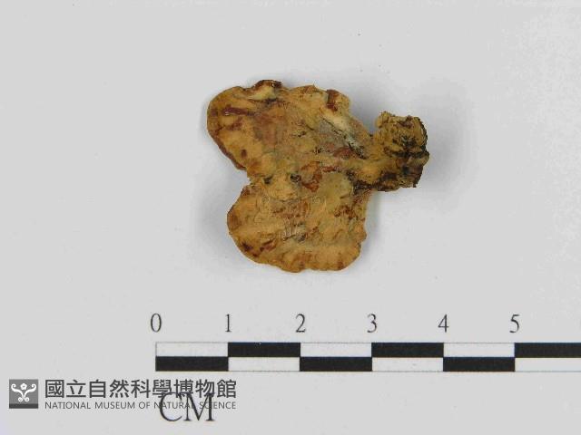 登錄號:F0014490藏品圖，第3張