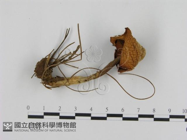 登錄號:F0007490藏品圖，第3張