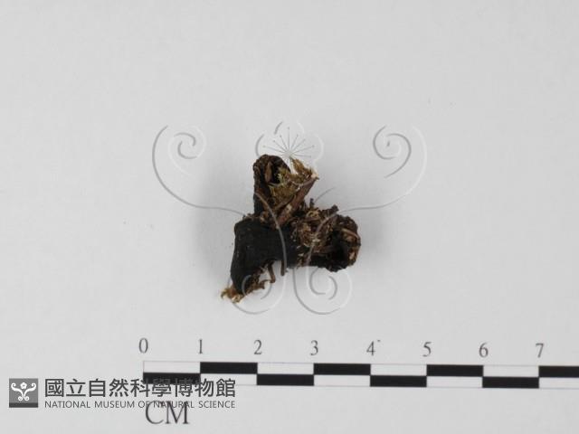 登錄號:F0025490藏品圖，第3張