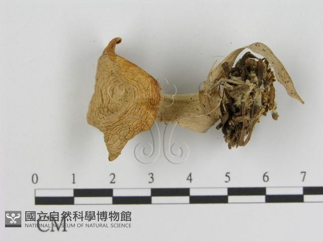 登錄號:F0005490藏品圖，第3張