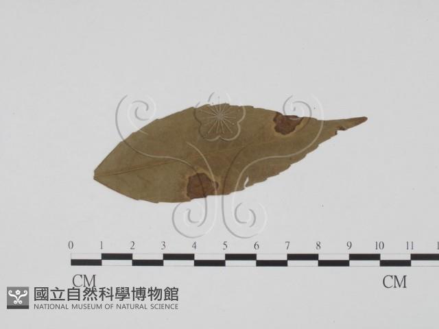登錄號:F0019490藏品圖，第3張