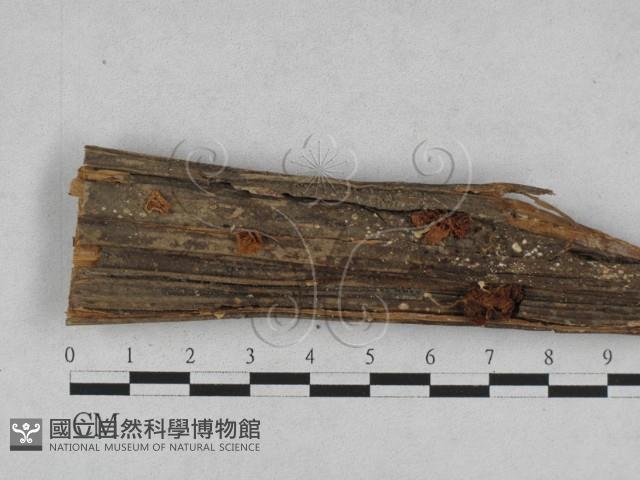 登錄號:F0023490藏品圖，第3張