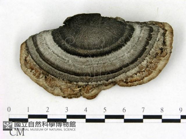登錄號:F0018790藏品圖，第3張