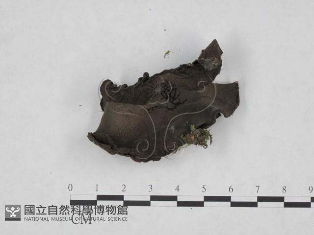 登錄號:F0020790藏品圖，第3張